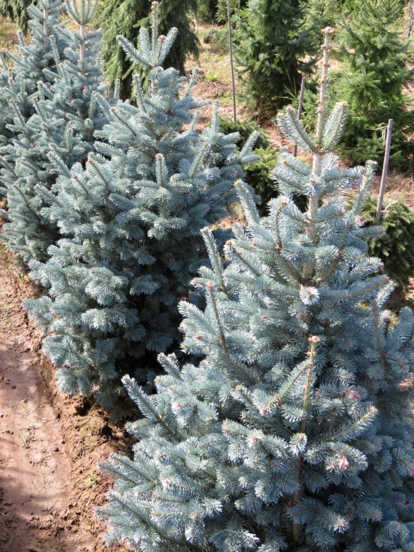 Ялиця гірська Compacta 2 річна, Пихта горная Компакта, Abies lasiocarpa Compacta
