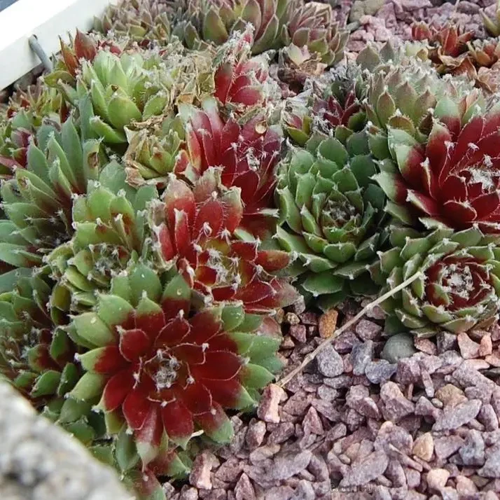 Саджанці Молодила гібридного Джейд Роуз (Sempervivum Jade Rose) Р9, фото 1
