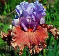 Ірис Adoranova Адоронова (Blyth 2012), фото 1