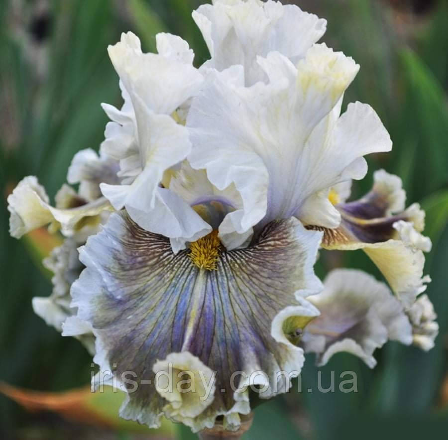 Ірис Amor (Pi÷tek 2020) (сажінці), фото 1