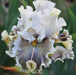 Ірис Amor (Pi÷tek 2020) (сажінці)