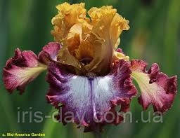 Ірис Attitude Adjustment (Johnson 2021) (сажінки), фото 1