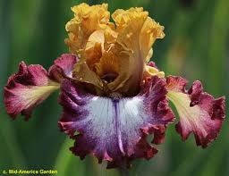 Ірис Attitude Adjustment (Johnson 2021) (сажінки)