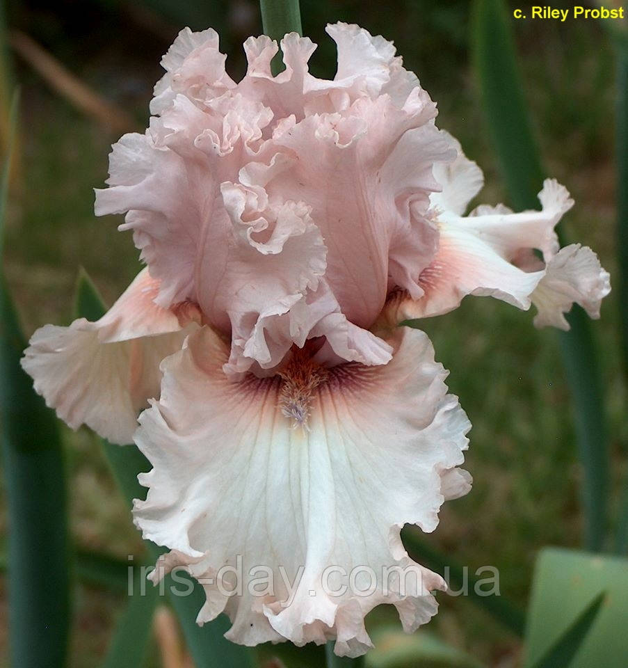 Ірис Chivalrous (Ghio 2016) (сажінці), фото 1