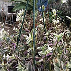 Саджанці традесканції Флюміненсіс Міні Лілак (Tradescantia Fluminensis Tricolor Minima) P9, фото 2