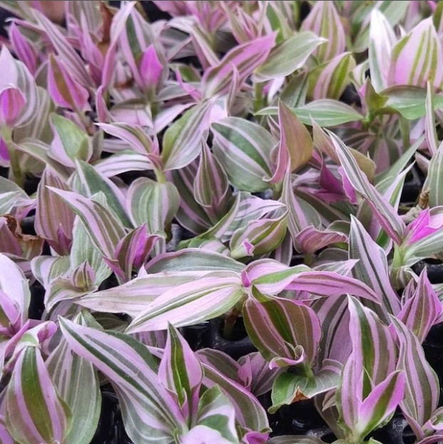 Саджанці традесканції Флюміненсіс Міні Лілак (Tradescantia Fluminensis Tricolor Minima) P9, фото 1