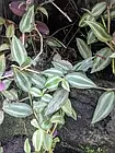 Саджанці традесканції Зебріна (Tradescantia Zebrina) P9, фото 3