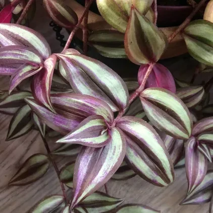 Саджанці традесканції Зебріна (Tradescantia Zebrina) P9, фото 1