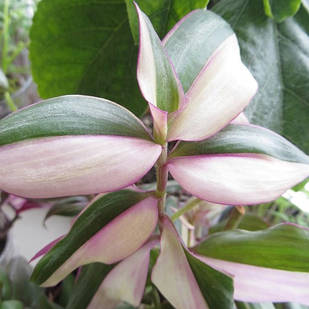 Саджанці традесканції Тайської Варієгатної (Tradescantia Thai Variegata) P9