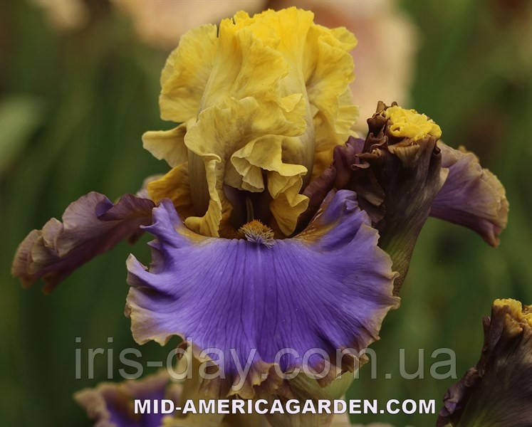 Ірис Dream About You (Johnson 2018) (сажінки), фото 1