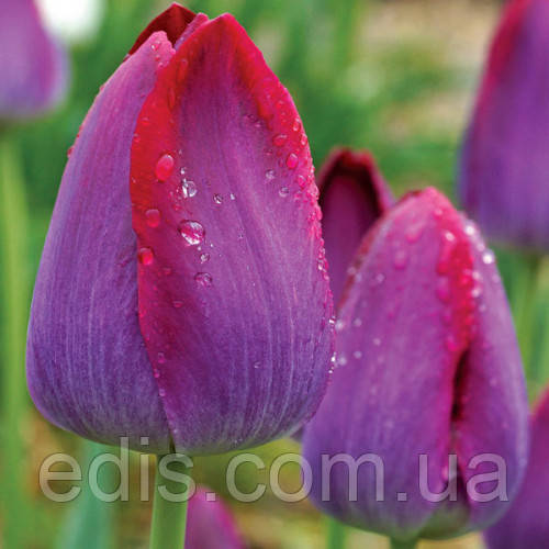 Тюльпан Тріумф Pittsburg 3 цибулинки