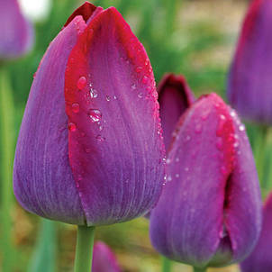 Тюльпан Тріумф Pittsburg 3 цибулинки, фото 1