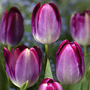 Тюльпан Тріумф Pittsburg 3 цибулинки, фото 3