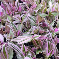 Саджанці традесканції Флюміненсіс Міні Лілак (Tradescantia Fluminensis Tricolor Minima)