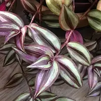 Саджанці традесканції Зебріна (Tradescantia Zebrina)