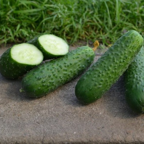 Унікум F1 (100 нас.) насіння огірка Spark Seeds, фото 1