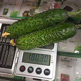 Унікум F1 (100 нас.) насіння огірка Spark Seeds, фото 3