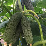 Унікум F1 (100 нас.) насіння огірка Spark Seeds, фото 4