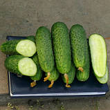 Унікум F1 (100 нас.) насіння огірка Spark Seeds, фото 5