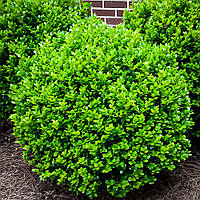 Саджанці Самшиту (Buxus) Р9