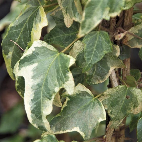 Саджанці Плюща звичайного Сільвер Ріппл (Hedera helix Silver Ripple) P9, фото 1