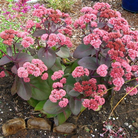 Саджанці Очитку (седум) гібридний Ксенокс (Sedum hybridum Xenox) P9, фото 1