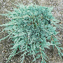 Ялівець Айс Блю / d 30-40 / Juniperus Icee Blue, фото 2