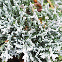 Ялівець Айс Блю / d 30-40 / Juniperus Icee Blue, фото 3