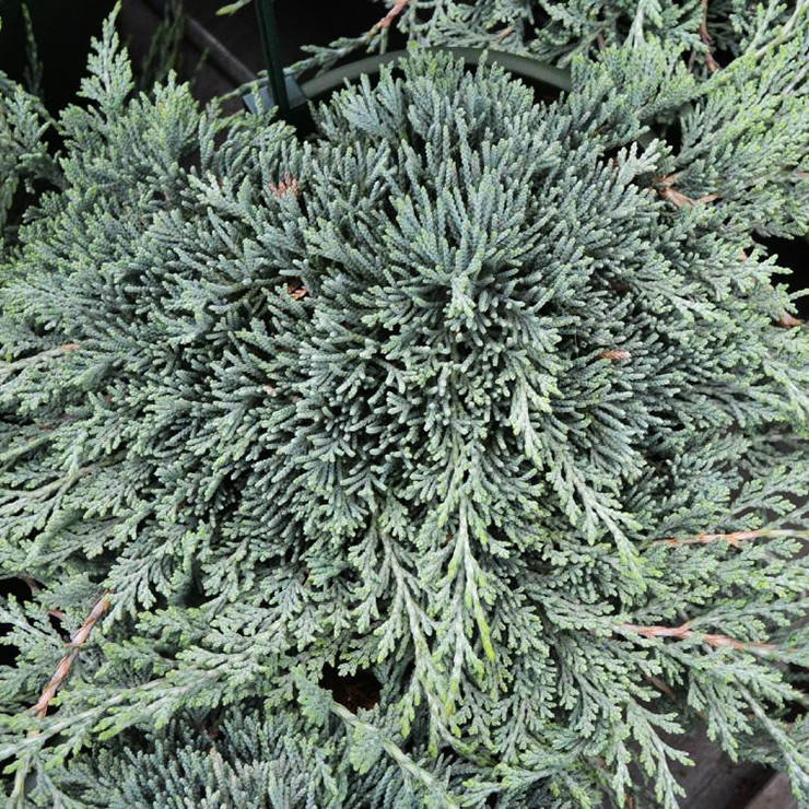 Ялівець Айс Блю / d 30-40 / Juniperus Icee Blue