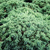 Можжевельник прокумбенс Нана / Juniperus procumbens Nana