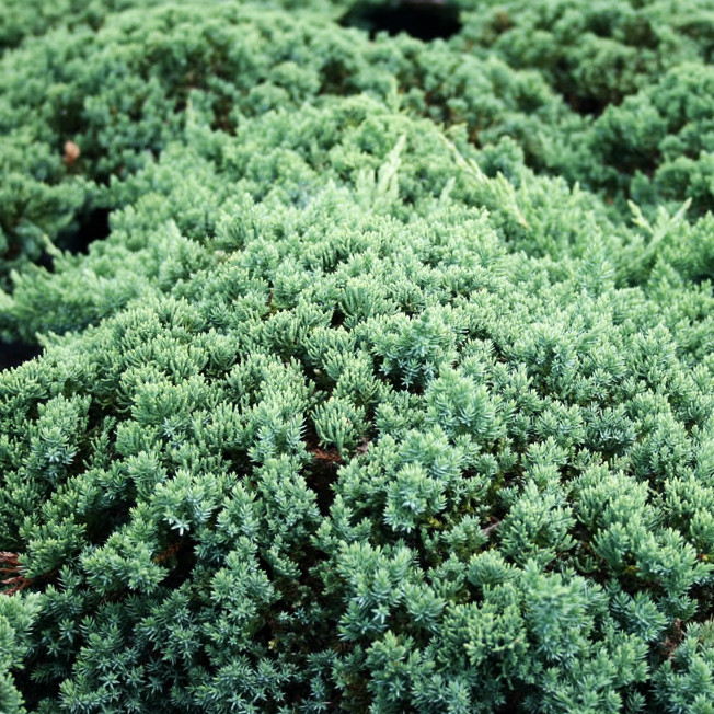 Ялівець прокумбенс Нана / Juniperus procumbens Nana