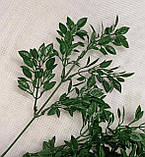 Букет рускус дрібний, темно-зелений (7 гілок), фото 6