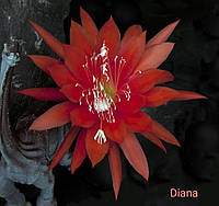 Эпифиллум "Diana", фрагмент листа 10-15 см