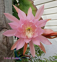 Эпифиллум "Lotus Queen", фрагмент листа 10-15 см