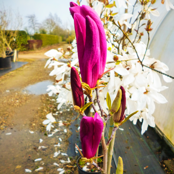 Магнолия гибридная Сюзан / h 20-30 / Magnolia hybrida Susan - фото 2 - id-p1121453483