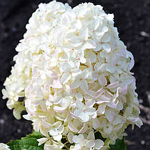 Гортензія волотиста Вайт Лайт / С7,5 / Hydrangea Whitelight, фото 2