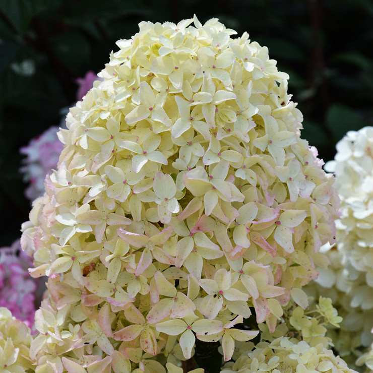 Гортензія волотиста Вайт Лайт / С7,5 / Hydrangea Whitelight