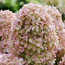 Гортензія волотиста Вайт Лайт / С7,5 / Hydrangea Whitelight, фото 3