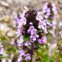 Саженцы Тимьяна / Чабреца лимоннопахнущего Блю (Thymus citriodorus Blue) P9