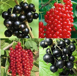 Саджанці смородини штамбової Мікс Сортів