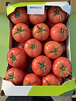 Насіння томату F1/ Manusa F1 100 насіння Rijk zwaan