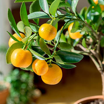 Гібрид кумкват-мандарин Каламондін (щеплений)