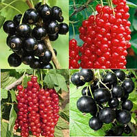 Саджанці смородини штамбової Мікс Сортів