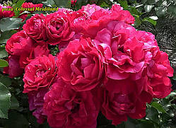 Троянда Colossal Meidiland (Колосал Мейділанд)
