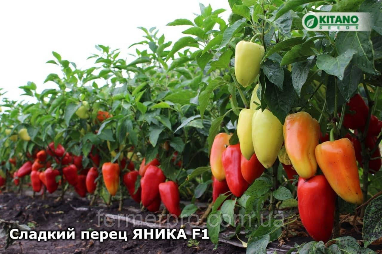 Насіння перцю Яніка F1, 500 насінин, Kitano seeds