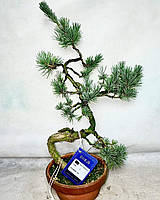 Сосна  Бонсай. 
Pinus Parviflora. Бонсай.