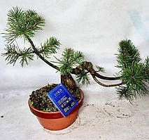 Сосна Бонсай.
Pinus Parviflora Бонсай.