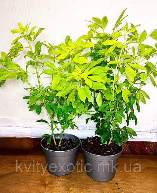 BDSM ning erotik yalangoch fotosuratlari dick porno