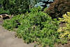 Сосна густоквіткова Pendula 2 річна 40-45см, Сосна густоцветковая Пендула, Pinus densiflora Pendula, фото 2