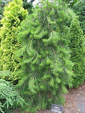 Сосна густоквіткова Pendula 2 річна 40-45см, Сосна густоцветковая Пендула, Pinus densiflora Pendula, фото 2